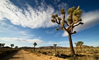 My Favorite Things to Do in Joshua Tree National Park